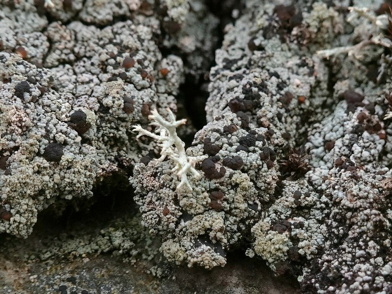 Granular Trapeliopsis Lichen photo 5