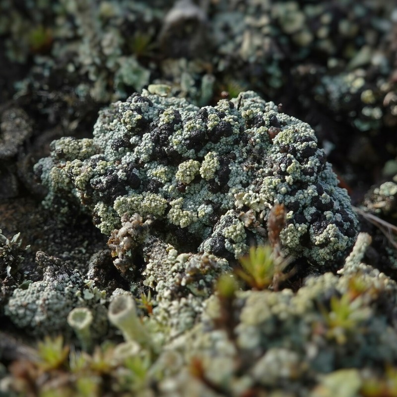 Granular Trapeliopsis Lichen photo 6