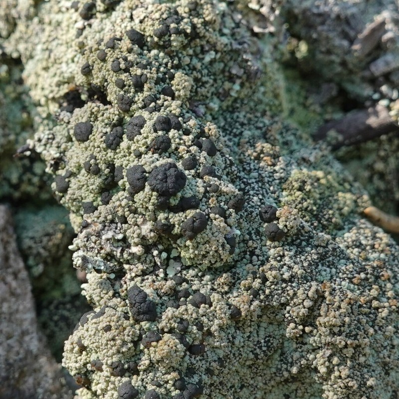Granular Trapeliopsis Lichen photo 7