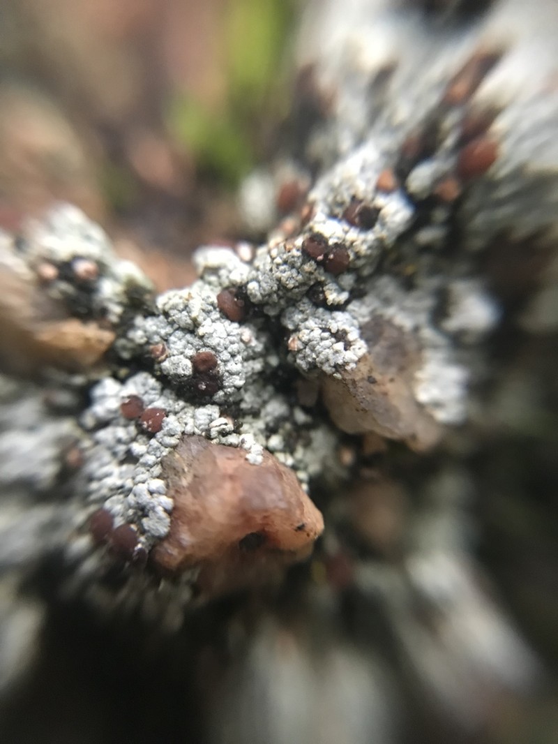 Granular Trapeliopsis Lichen photo 8