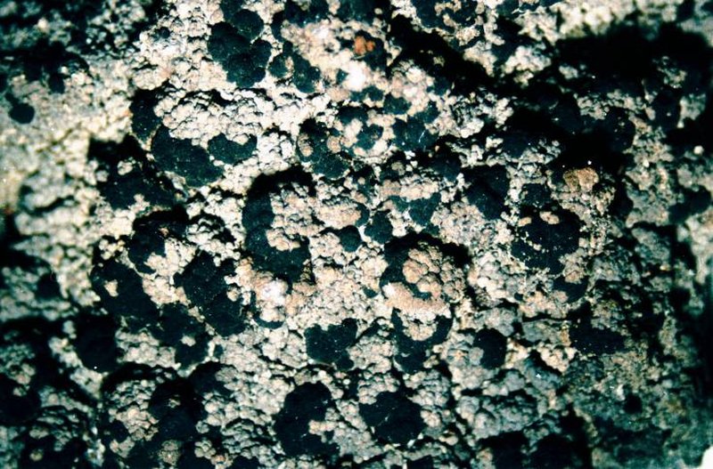 Granular Trapeliopsis Lichen