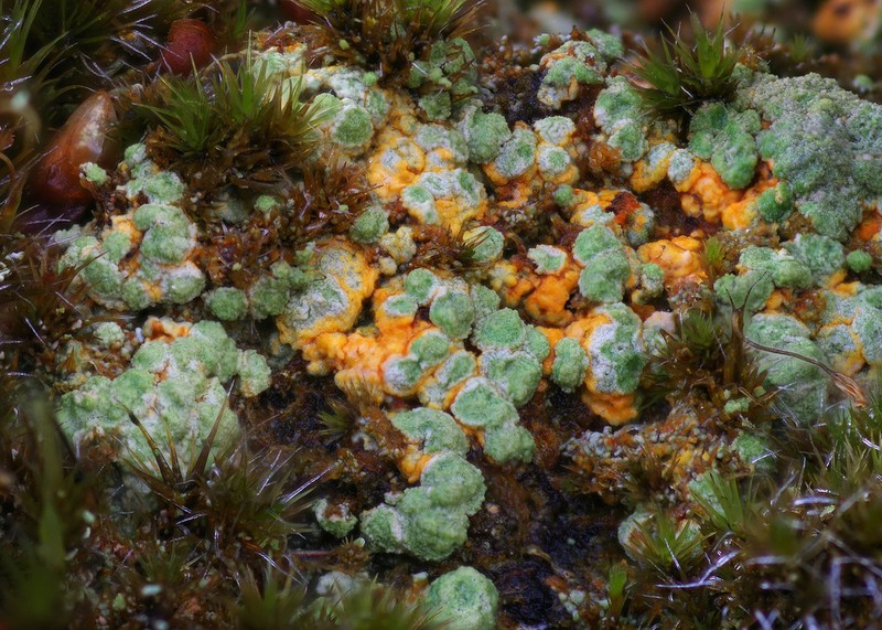 Trapeliopsis Lichen