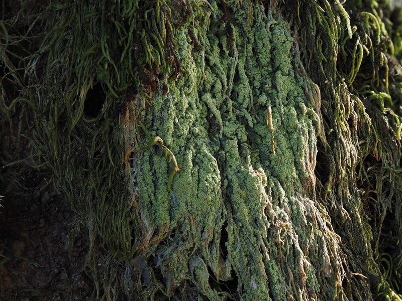 Trapeliopsis Lichen photo 2