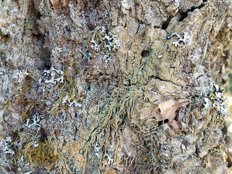 Trapeliopsis Lichen photo 3