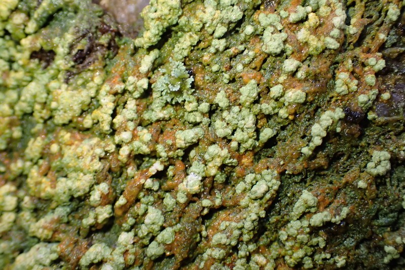Trapeliopsis Lichen photo 4
