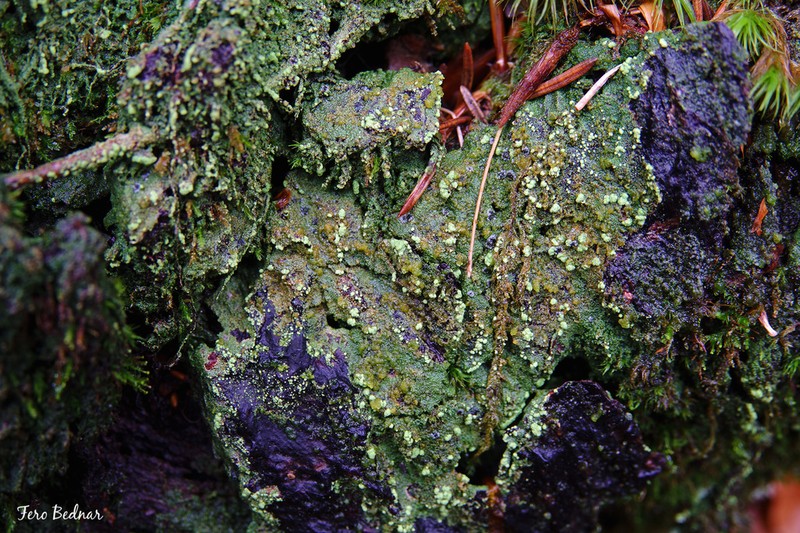 Trapeliopsis Lichen photo 5