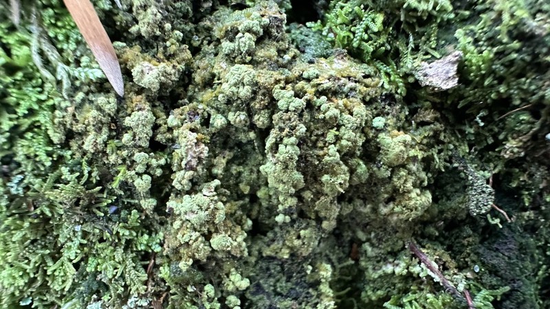 Trapeliopsis Lichen photo 6