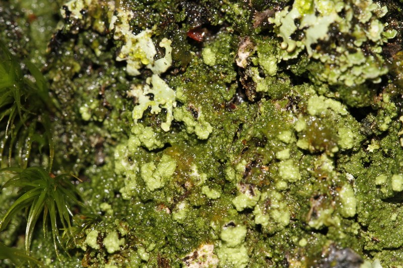 Trapeliopsis Lichen photo 7