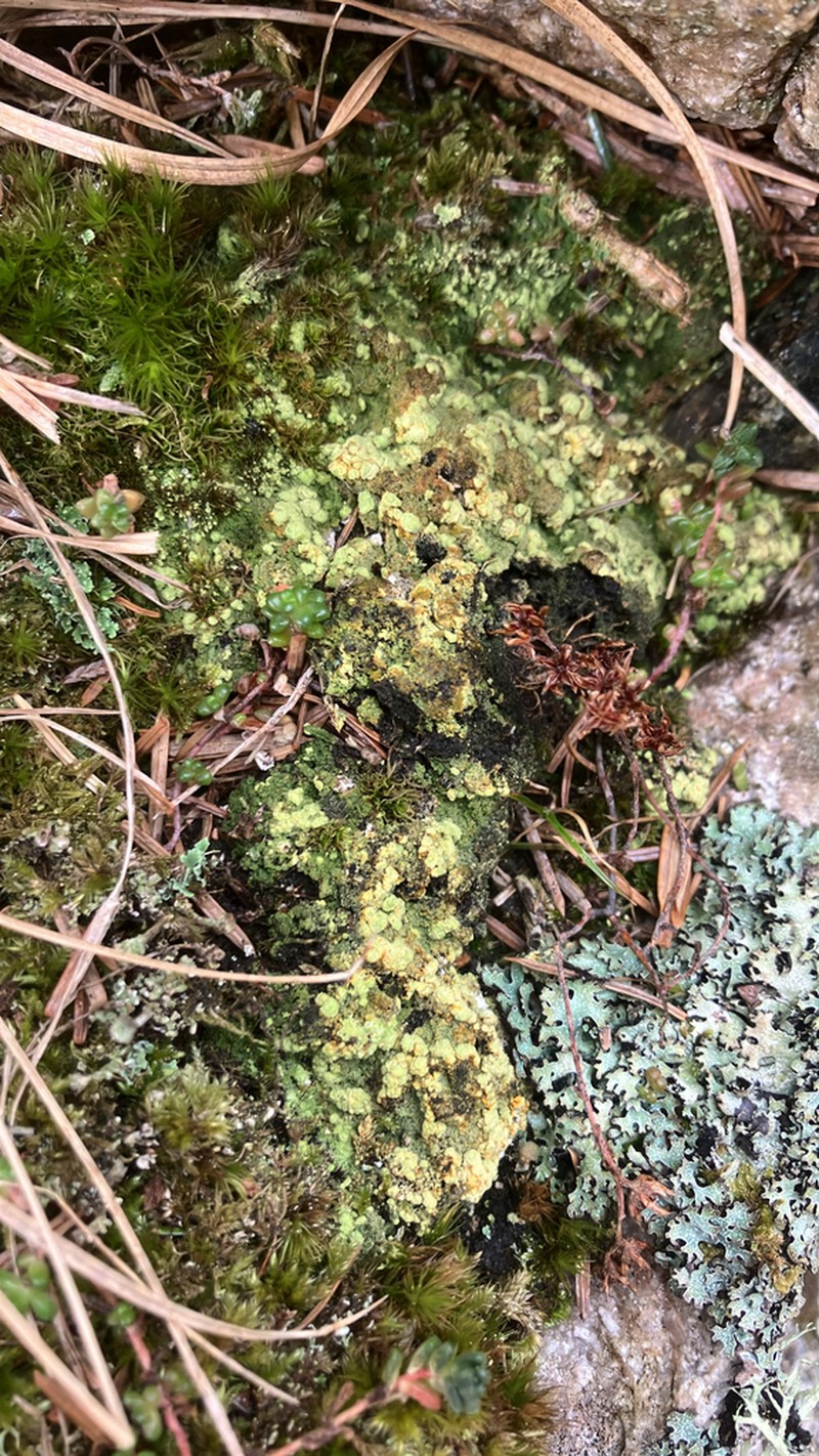 Trapeliopsis Lichen photo 8
