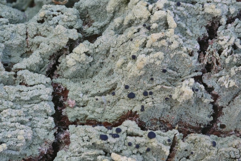 Trapeliopsis Lichen
