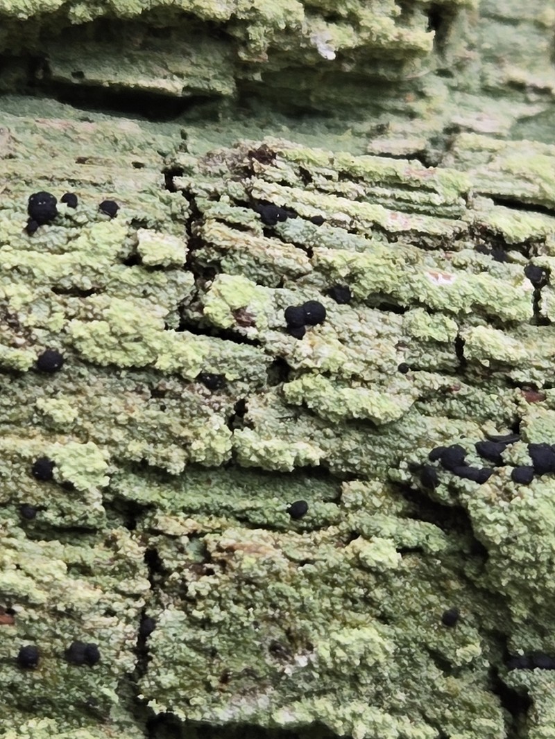 Trapeliopsis Lichen photo 2
