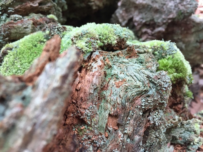 Trapeliopsis Lichen photo 3