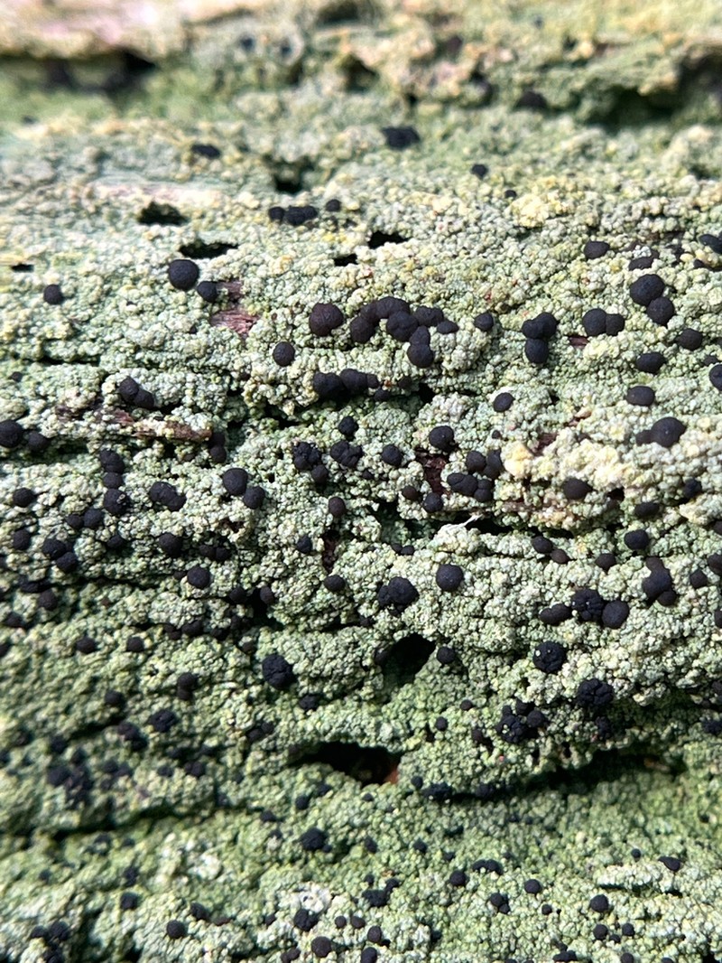 Trapeliopsis Lichen photo 4