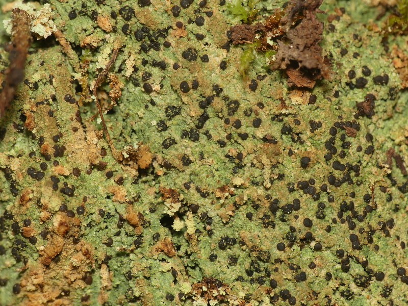 Trapeliopsis Lichen photo 5
