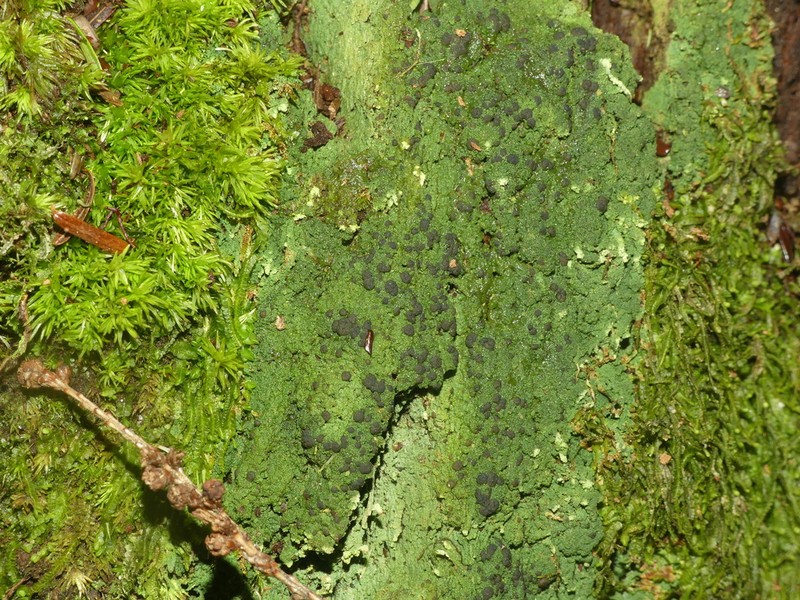 Trapeliopsis Lichen photo 6