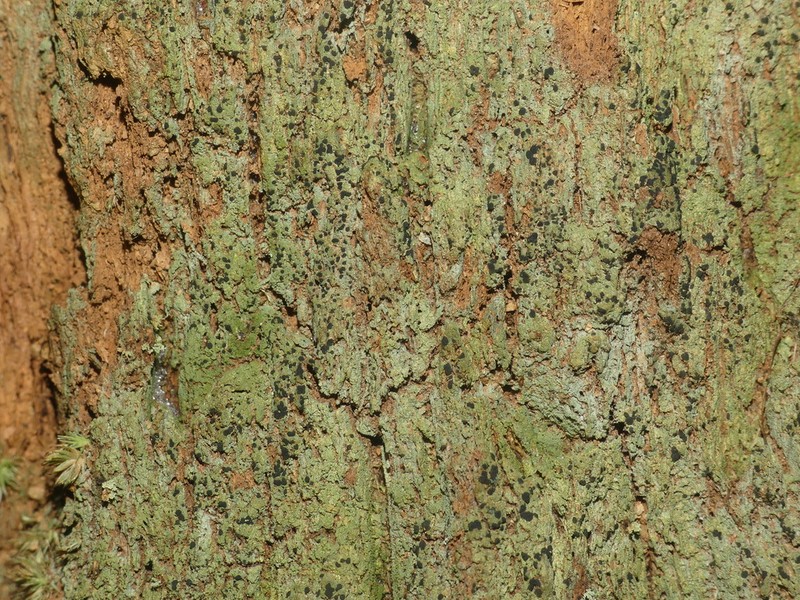 Trapeliopsis Lichen photo 7