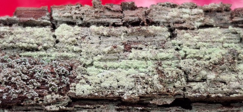 Trapeliopsis Lichen photo 8