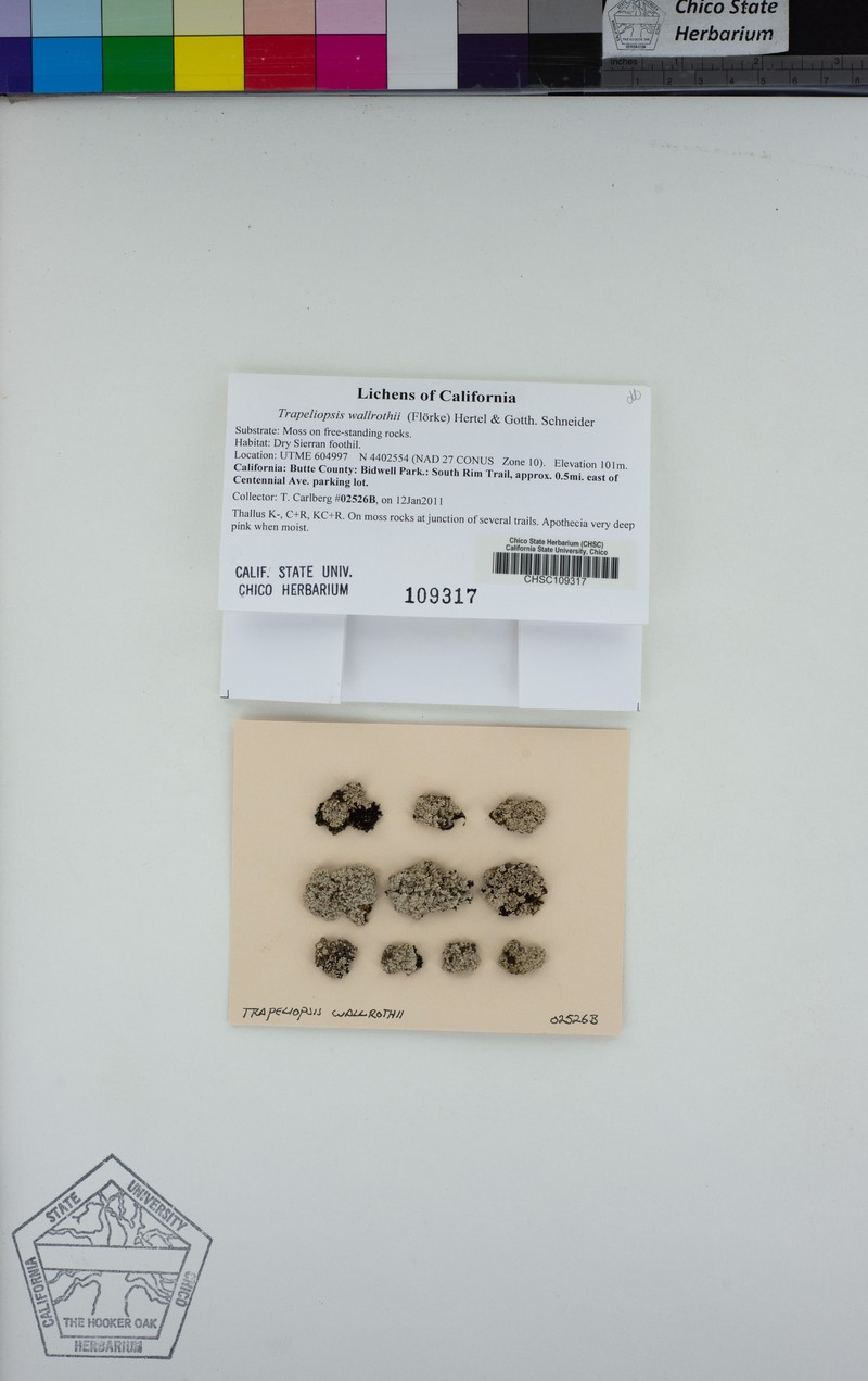 Wallroth's Trapeliopsis Lichen