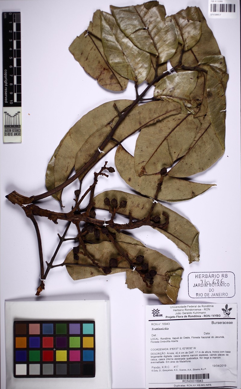 Trattinnickia dalyana