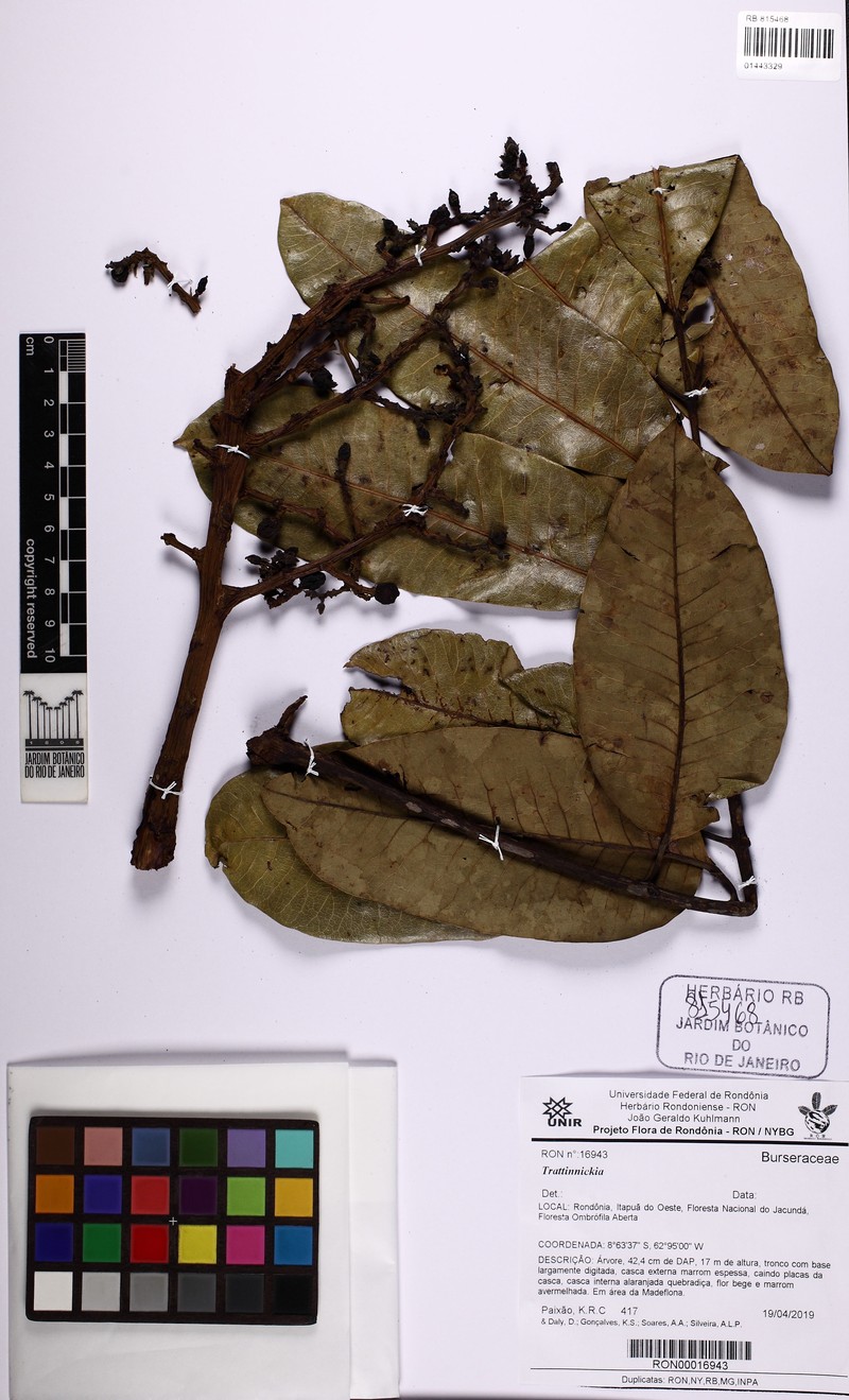 Trattinnickia dalyana photo 2