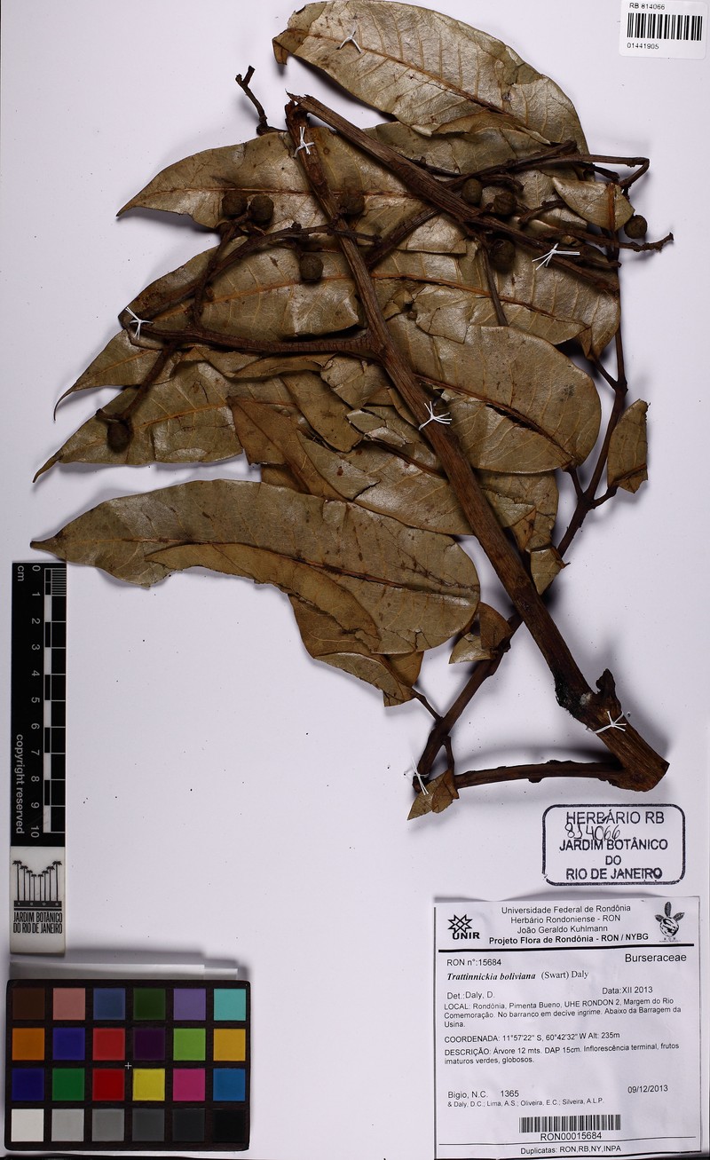 Trattinnickia dalyana photo 3