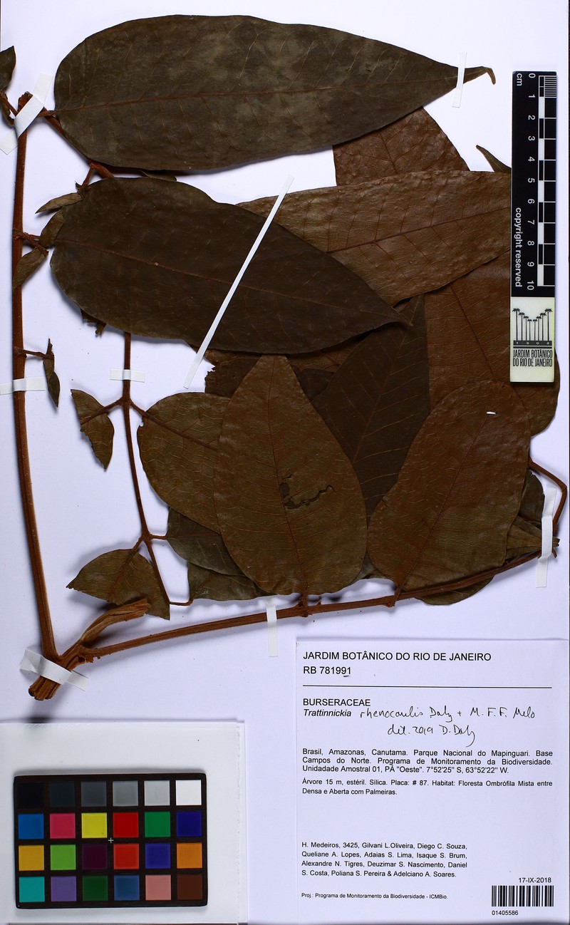 Trattinnickia rhenocaulis