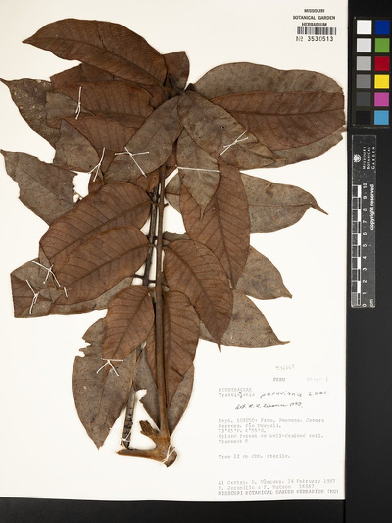 Trattinnickia rhenocaulis photo 2