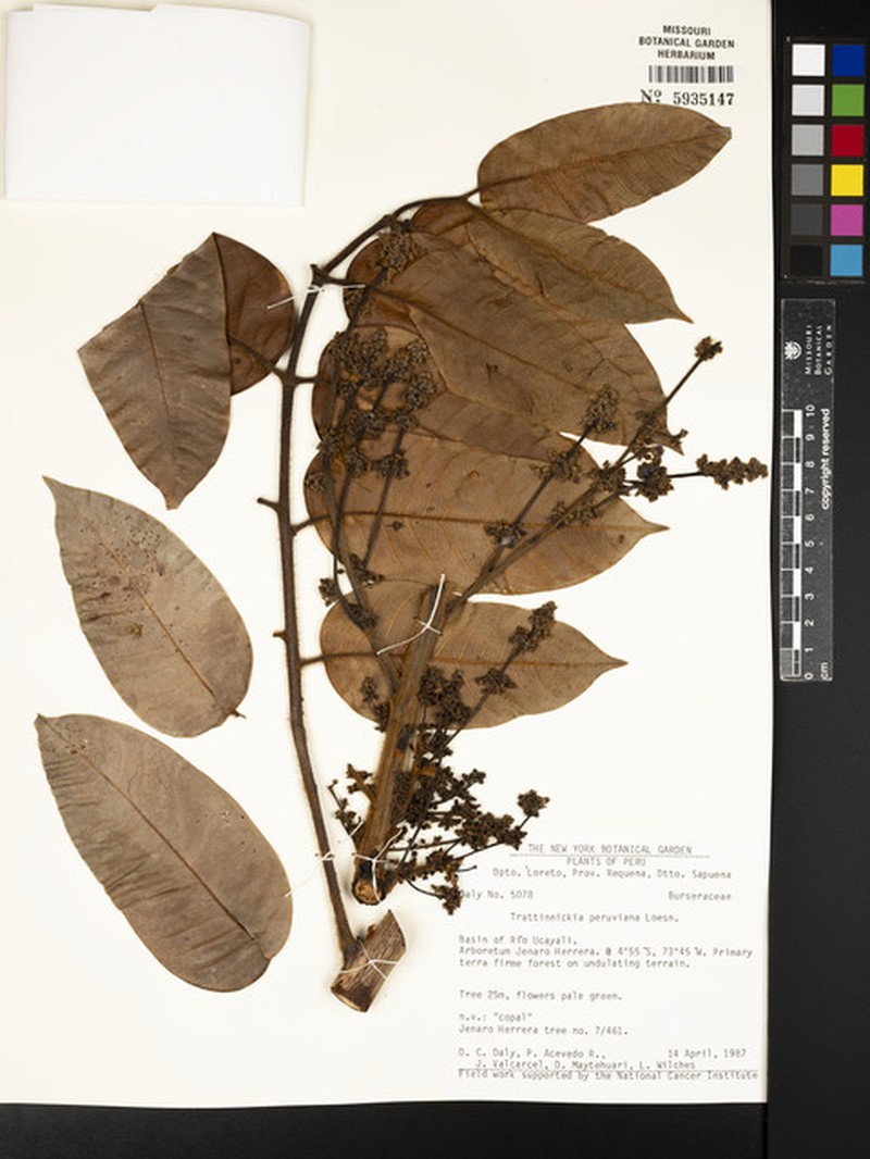 Trattinnickia rhenocaulis photo 3