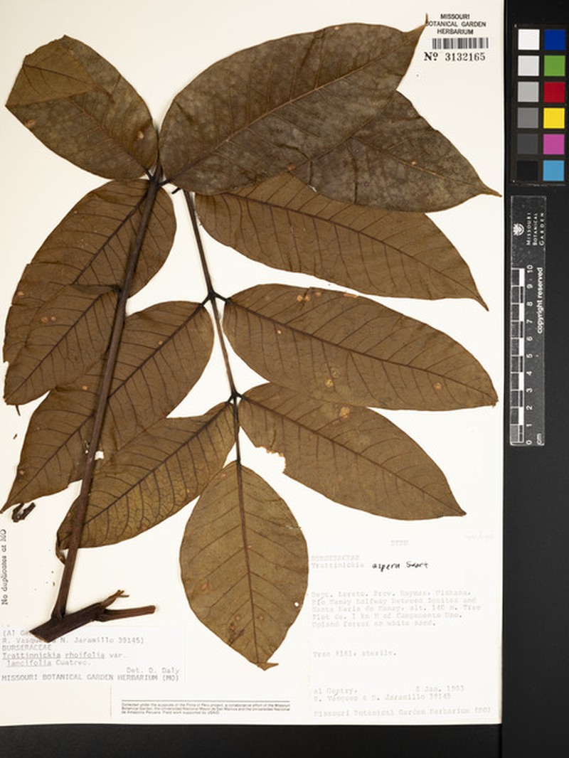 Trattinnickia vulturina