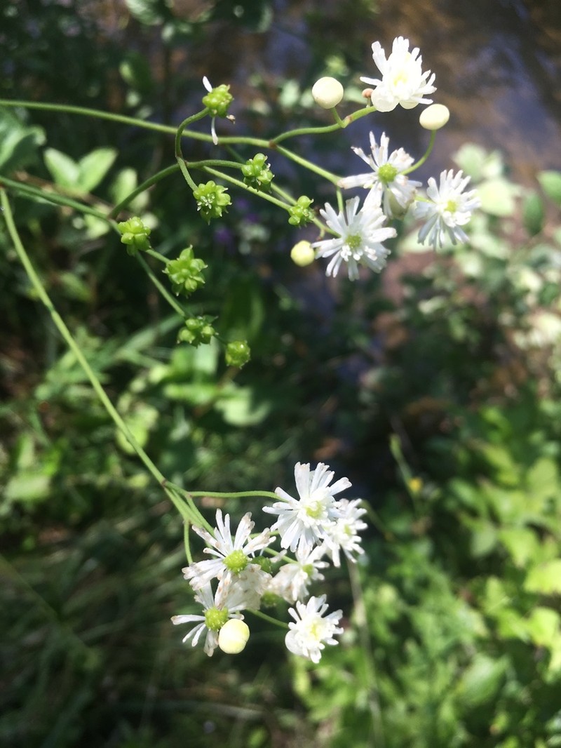 Carolina Bugbane photo 3