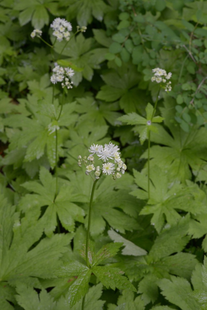 Carolina Bugbane photo 4