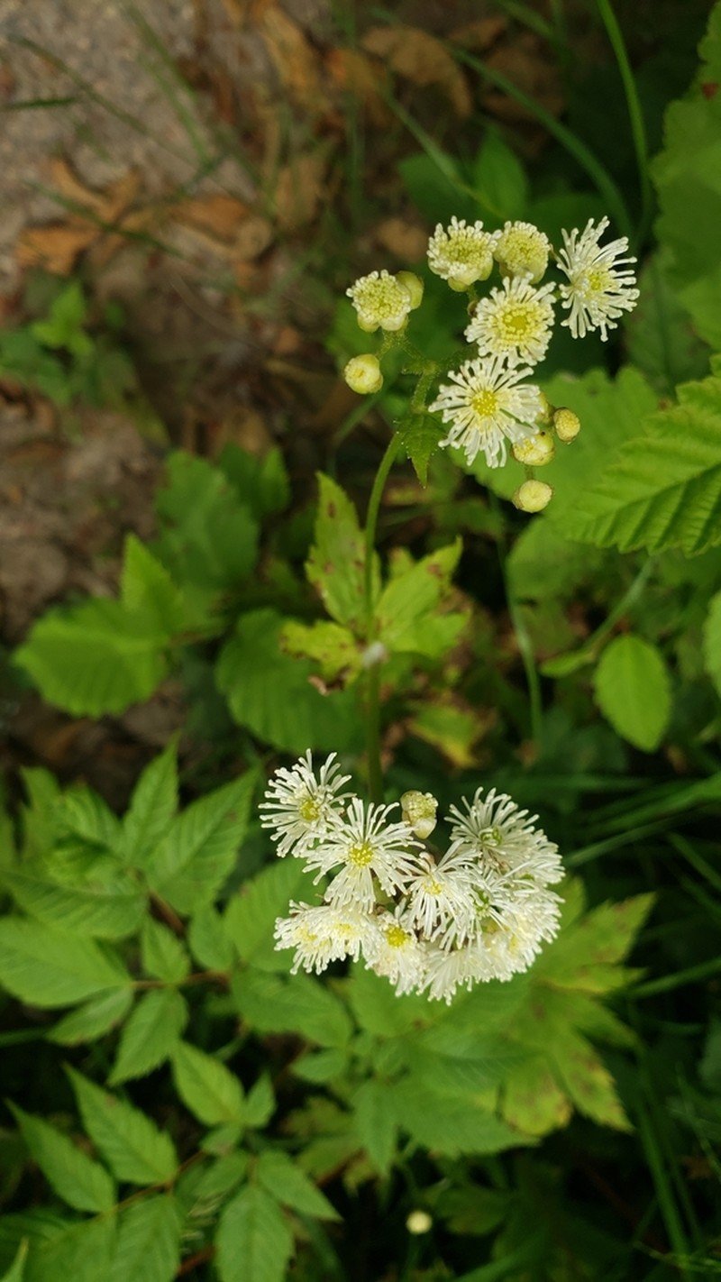 Carolina Bugbane photo 5