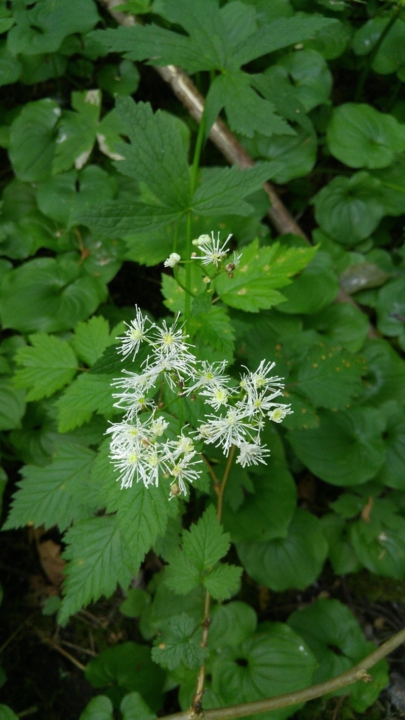 Carolina Bugbane photo 6