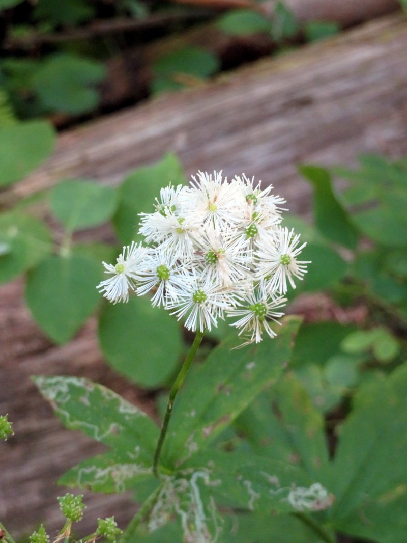 Carolina Bugbane photo 7
