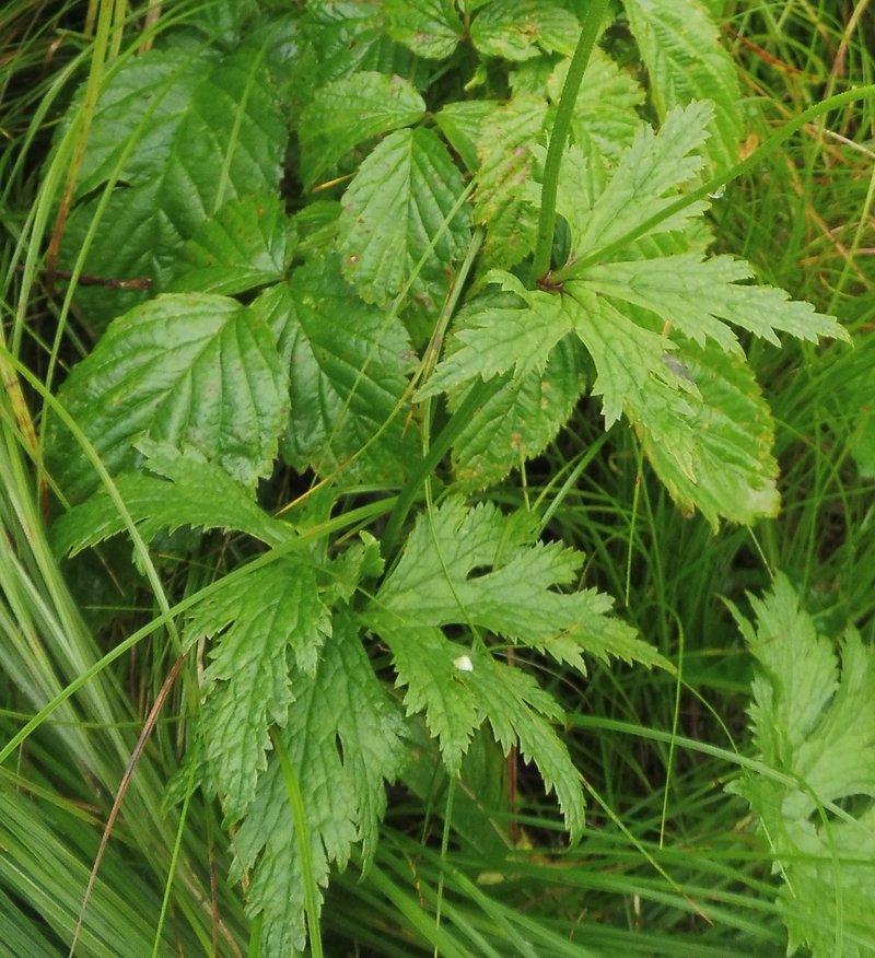 Carolina Bugbane photo 5