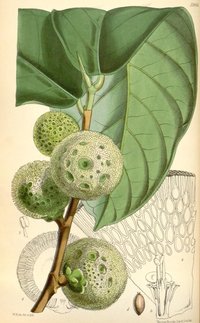 African Breadfruit