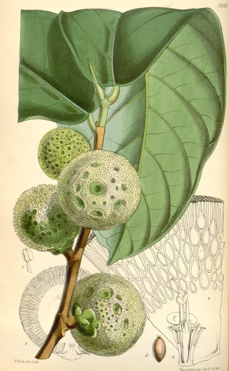 African Breadfruit