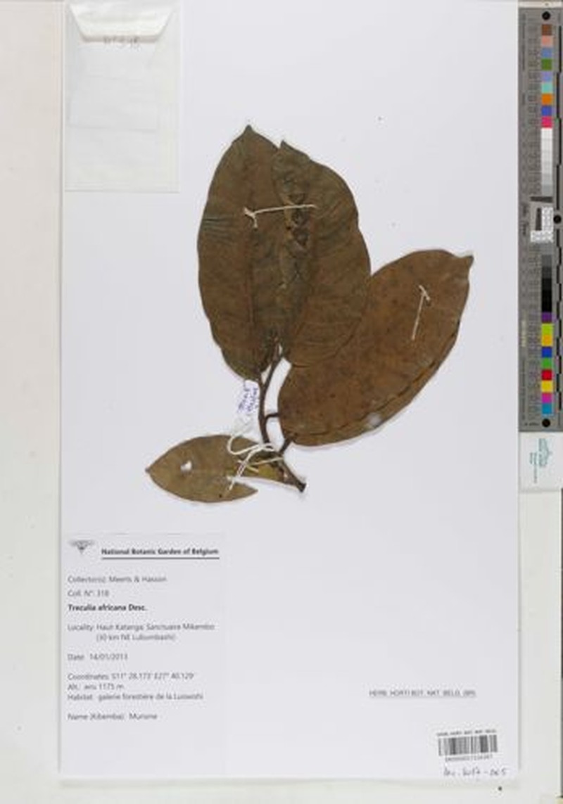 Treculia africana var. africana