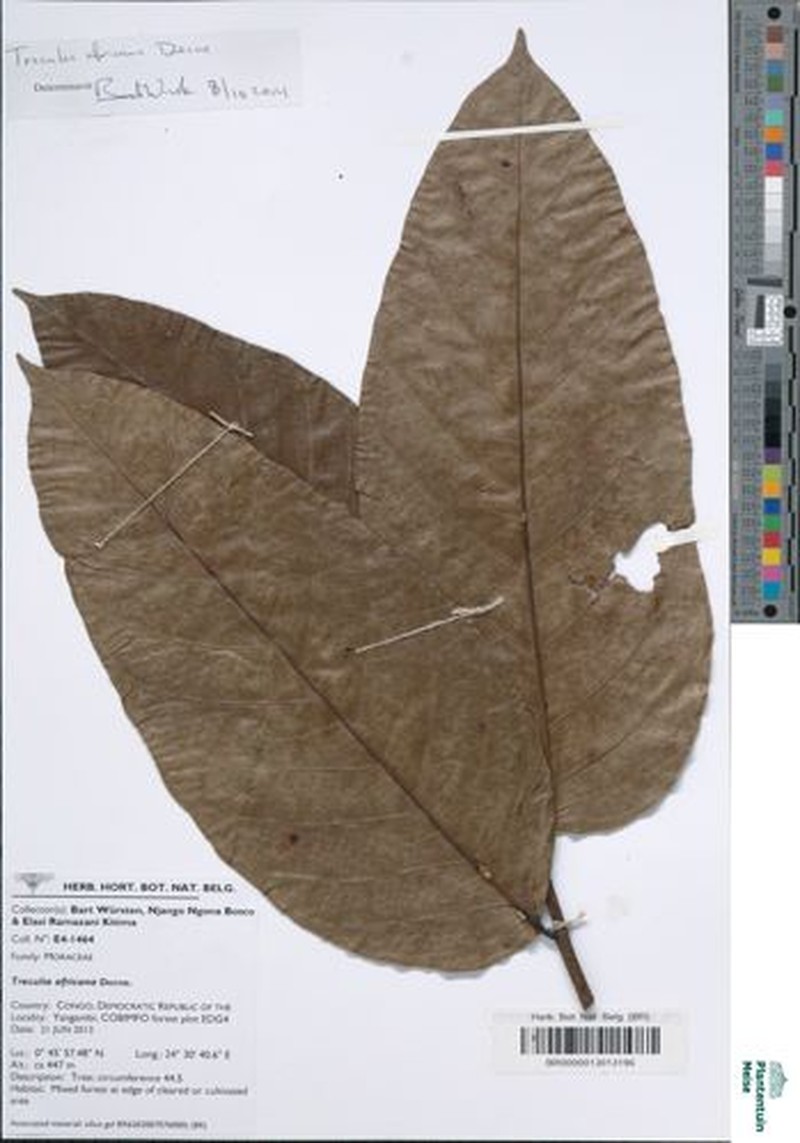 Treculia africana var. africana photo 2