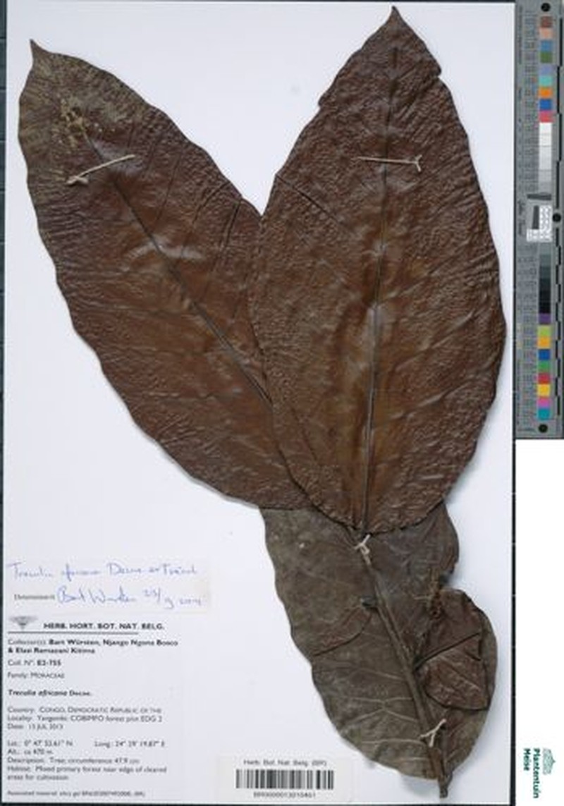 Treculia africana var. africana photo 3