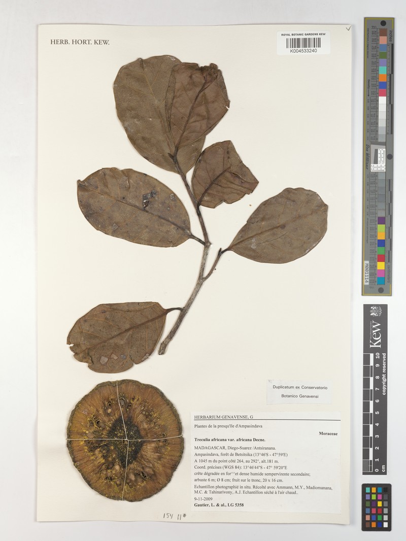 Treculia africana var. africana photo 4