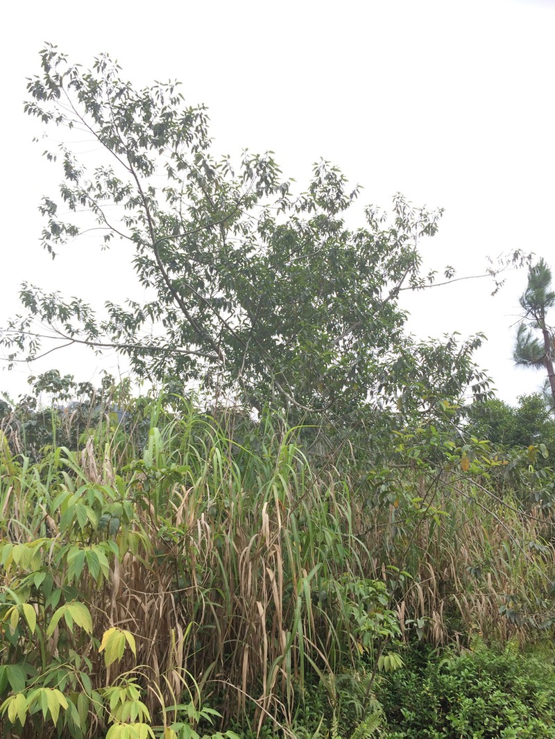 Trema andersonii