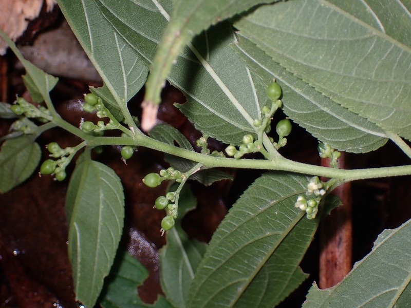 Trema andersonii photo 2