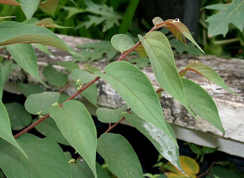 Lesser Trema photo 3