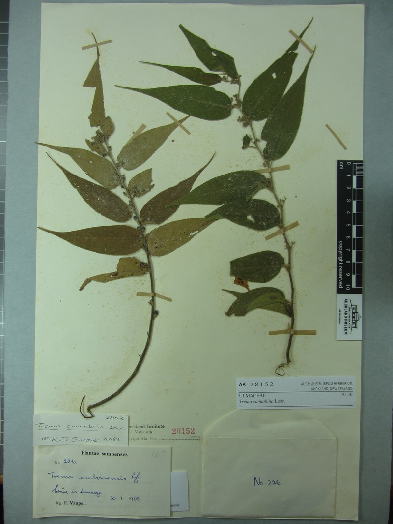 Lesser Trema