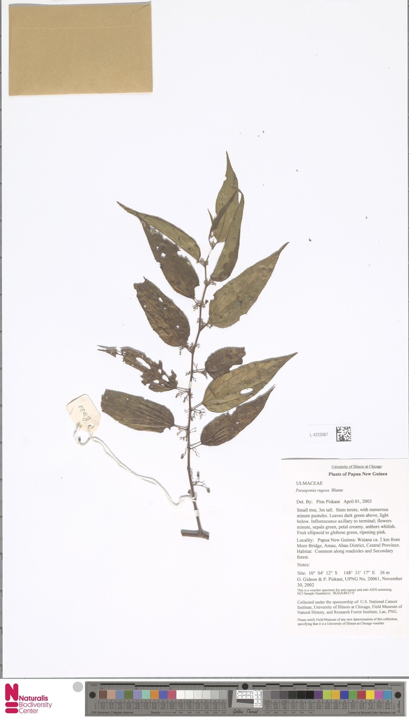 Trema eurhynchum