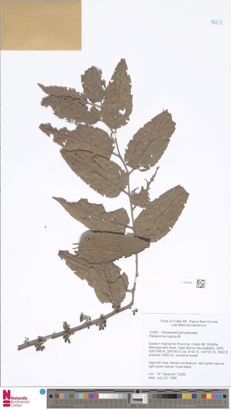 Trema eurhynchum photo 2