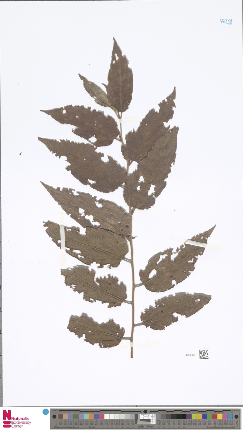 Trema eurhynchum photo 3