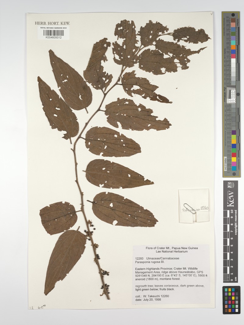 Trema eurhynchum photo 4