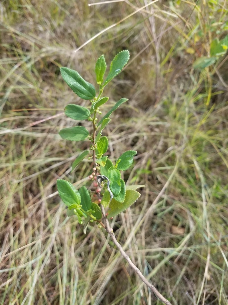 Trema lamarckianum